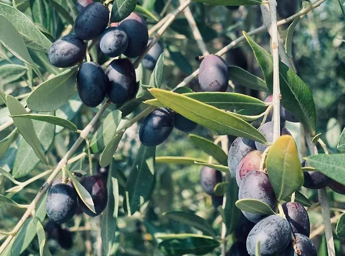Indigo Eco Lägenhet