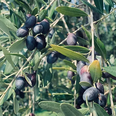 Indigo Eco Apartament